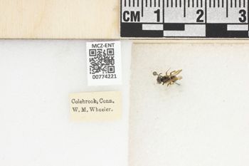 Media type: image;   Entomology 774221 Aspect: Labels